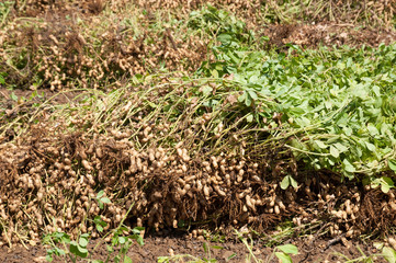 Field of peanuts