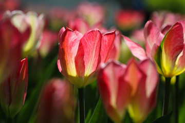 Red tulips in the garden
