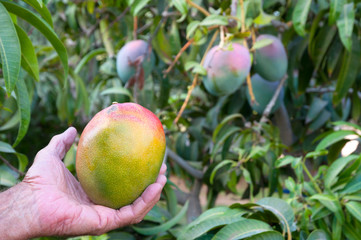 Mango Picking