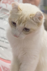 Fototapeta na wymiar Portrait of a young white kitten