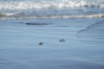 Tortugas