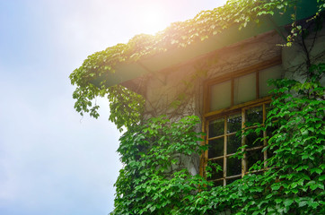 natural green leaf covered roof and wall with wooden window, sun light and blue sky  background, copy space, eco friendly concept