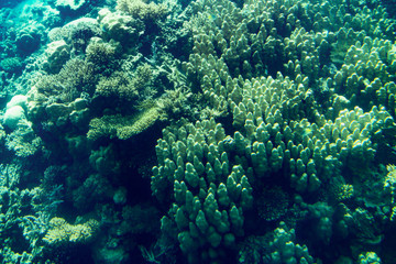 Naklejka na ściany i meble Marine Life in the Red Sea. red sea coral reef with hard corals, fishes and sunny sky shining through clean water - underwater photo. toned.