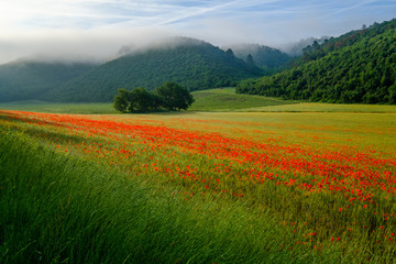 Fototapeta premium Les coquelicots sur le champ de blé, lever de soleil, brume de matin. 