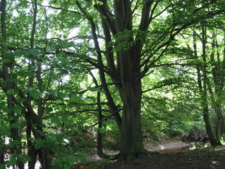 Tour durch Ellerbek Pfingsten 2006