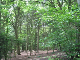 Tour durch Ellerbek Pfingsten 2006