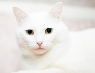 Fototapeta na wymiar white cat in the white room
