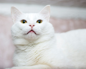 Lovely white cat on white background