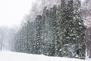Snowy arbor vitae(cedar, thuja) in a row during the snowfall.