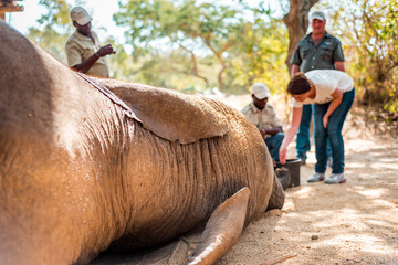 Krueger National Park, South Africa - 07 21 2016, Elephant Wildlife Reserve in the National Park...