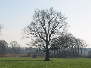Fototapeta premium Winterlandschaft an der Elbe