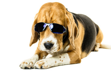 funny cute beagle dog in sunglasses on white background