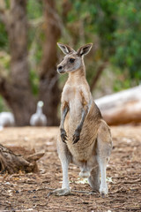Grey kangaroo