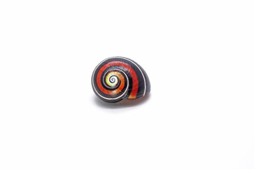 Cuban snail (Polymita picta) : Most colorful land snail from Cuba, Cuban land snail isolated on...