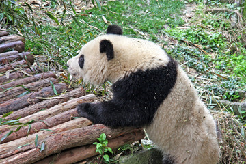 Obraz na płótnie Canvas Gaint Panda, endangered speicies and protected. Selective focus.