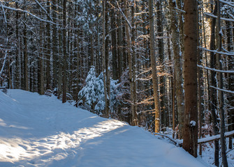 trail in the snowy blue forest, orange sun rays shining through the trees