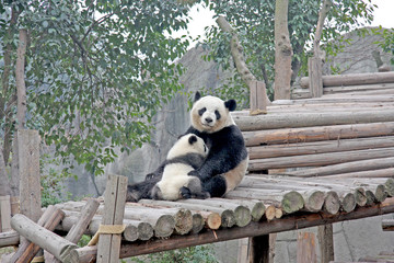 Gaint Panda.Mother Panda with small baby panda , endangered speicies and  protected. Selective...