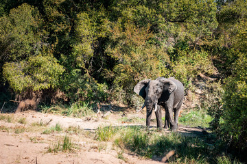 Wild Elephants in Krueger National Park, South Africa - Big 5 animals in their natural environment...