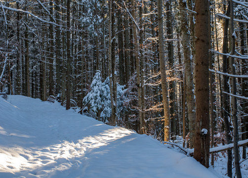 Fototapeta trail in the snowy blue forest, orange sun rays shining through the trees