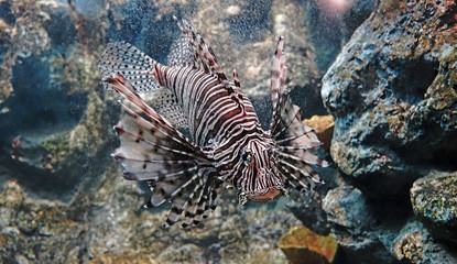 Naklejka na ściany i meble Lionfish : Pterois is a genious of venomous marine fish, commonly known as Lionfish, Zebrafish, Firefish,turkeyfish, tastyfish or Butterfly-cod. Selective focus.