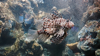 Lionfish : Pterois is a genious of venomous marine fish, commonly known as Lionfish, Zebrafish, Firefish,turkeyfish, tastyfish or Butterfly-cod. Selective focus.