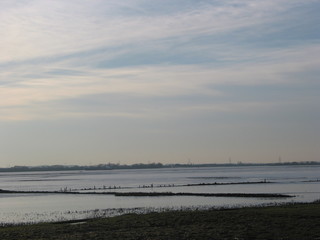 Winter an der Elbe in Schleswig-Holstein