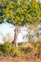 Giraffes in African savannah eat on tree, Kruger Park, South Africa