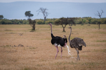 Male ostrich urinates with female on savannah