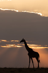 Masai giraffe at sunset stands on horizon