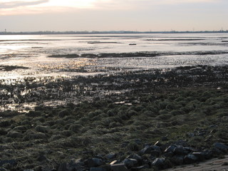 Winter an der Elbe in Schleswig-Holstein