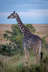 Masai giraffe standing in grass by tree