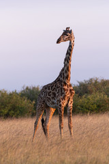 Masai giraffe stands in grass eyeing camera