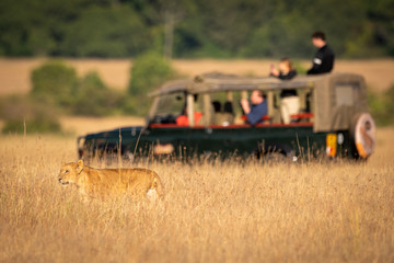 Photographers in truck behind lion in grass
