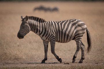 Fototapeta na wymiar Plains zebra crosses grassland with wildebeest behind