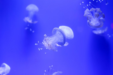 Background a lot of jellyfish, underwater world