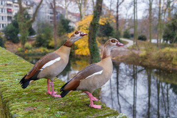 wild duck