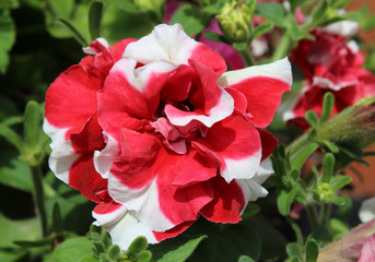 Beautiful vibrantly colored red and white striped double Petunia flower.