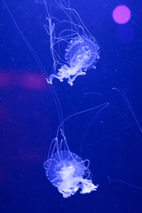 Background a lot of jellyfish, underwater world