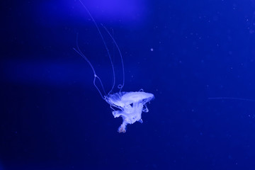 Obraz na płótnie Canvas Background a lot of jellyfish, underwater world