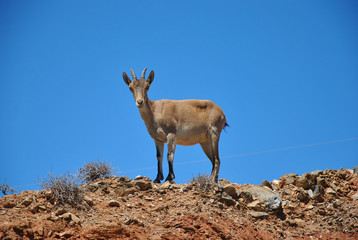 Cabra montesa mirando fija 