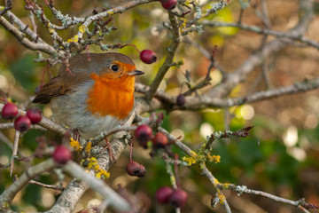 robin on branch