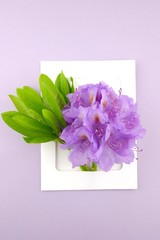 Flower card. rhododendron flowers in white frame on a soft pastel purple background.