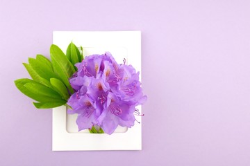Flower card.purple rhododendron flowers in white frame on a soft pastel purple background.