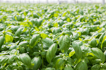 Image of lush green cabbage vegetation inside a Greenhouse farm. The cabbage plants look very fresh and is definitely well cared of.