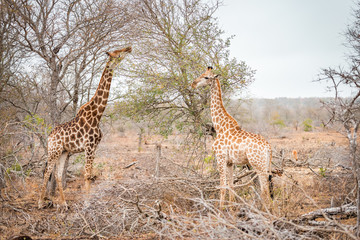 Giraffes in African savannah eat on tree, Kruger Park, South Africa