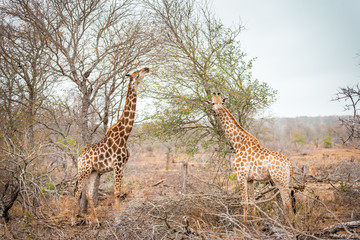 Obraz premium Giraffes in African savannah eat on tree, Kruger Park, South Africa