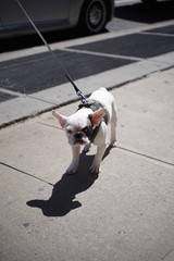 Cute Bulldog on the New York City Sidewalk