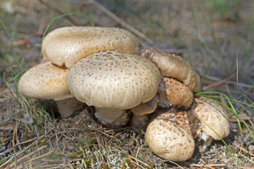 champignon mushrooms grow in nature