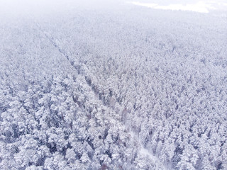 Aerial view of snowy forest. Aerial view of forest in winter. Done view of snow and forest.