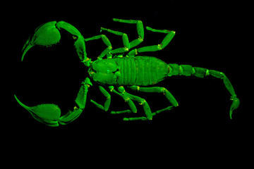 Emperor scorpion under UV light.